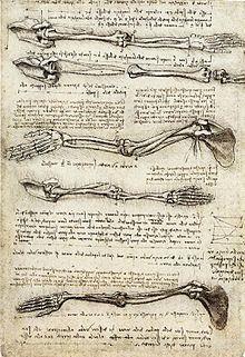 anatomia do tronco,