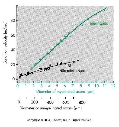 A bainha de mielina aumenta a