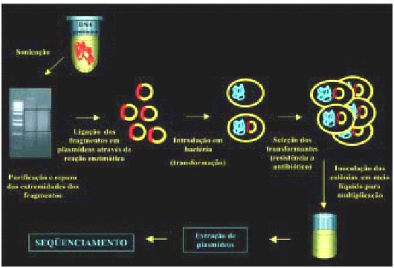 BIBLIOTECAS DE DNA GENÔMICO -