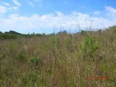 O nematóide interfere na fisiologia da planta hospedeira, altera os níveis de citocinina, aumenta os níveis de clorofila nas folhas e retarda a senescência das folhas no outono (NYCZEPIR e WOOD,