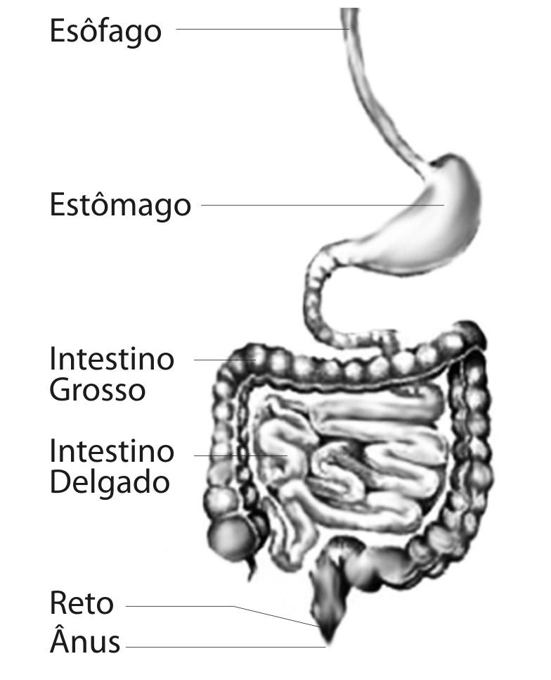 O aparelho digestivo O aparelho digestivo consiste em um longo tubo desde a boca até o ânus. Está composto pela boca, faringe, esôfago, estômago, intestino delgado, intestino grosso, reto e ânus.