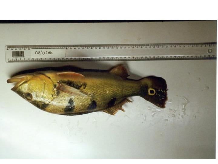 61 4 MATERIAIS E MÉTODOS 4.1.Coletas das Amostras Todos os peixes coletados em 2001 pertenceram à espécie Cichla monoculus, conhecida como tucunaré comum.