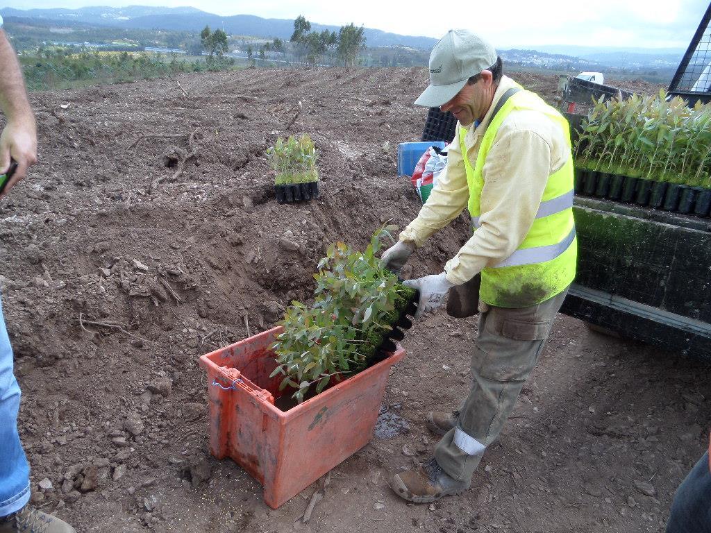 Plantação e adubação As plantas não devem ficar em estaleiro, para evitar o aparecimento de doenças e trabalhos adicionais Torrão