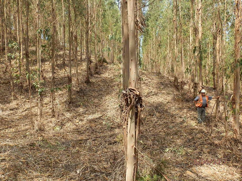 Utilizar as técnicas mais adequadas e no tempo certo (sustentabilidade e certificação) Aumenta a produtividade Baixa os custos Reduz o consumo de factores de produção por m 3 de madeira produzida