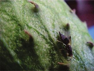 Identificação e Monitoramento de Pragas na Produção Integrada da Gravioleira 15 Broca-da-semente (Bephratelloides spp.