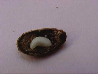 Em seguida, a larva retorna à semente onde se empupa (Figura 5-D).