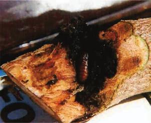 As galerias podem medir ±0,5 cm de diâmetro, extensas e multidirecionais (Figura 6-B). Os danos causados à planta ocorrem quando o inseto está na sua fase larval.