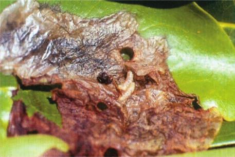 Finge-se de morto quando perturbado. Os ovos são postos sobre as folhas, das quais as larvas são minadoras (Figura 8-B).