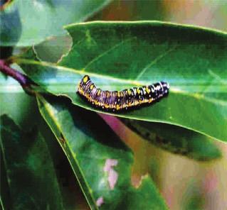 é uma mariposa (Lepidoptera: Noctuidae) de cor cinza-escura, medindo 2,5 cm a 3 cm de envergadura.