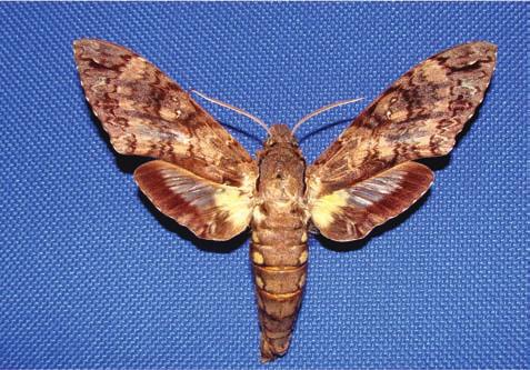 22 Identificação e Monitoramento de Pragas na Produção Integrada da Gravioleira O adulto de Cocytius antaeus é uma mariposa grande (Lepidoptera: Sphingidae)