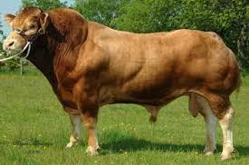 Est. Monta 2015 2016 Maxicruza Touros (IA) Wagyu Angus Limousin Vaca (Battistelli, 2012) F1 Caracu x Nelore 75% taurino 50% adaptado 75% taurino 50% adaptado 75% taurino 50% adaptado F1 Angus x