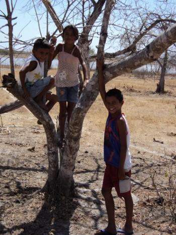 Agradecimentos Às crianças da comunidade de Sussuí, que se mostraram sempre dispostas a ajudar nas coletas, interessadas em aprender a importância da atividade para a restauração do ambiente e por