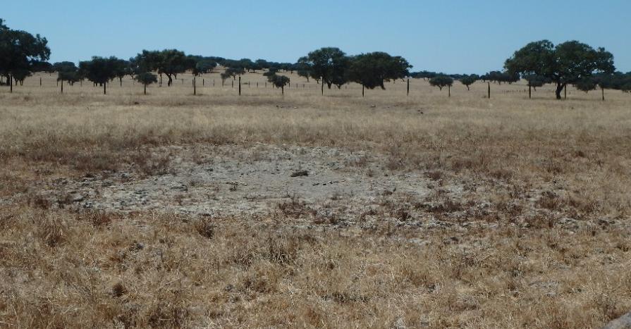 vista da conservação da natureza, uma vez que não constituem um habitat suficientemente desenvolvido e abundante para abrigar e ser utilizado por um grande número de espécies de animais terrestres