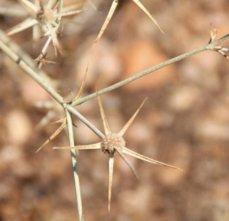 No entanto, será concebido um Projeto de plantação de plantas próprias das linhas de água afetadas pela obra, nomeadamente nos locais que constituirão a Rede de Drenagem.