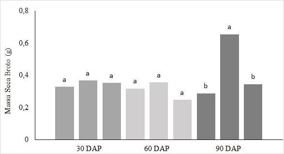 Mesmo não apresentando diferença significativa aos 30 e 60 DAP, o diâmetro de caule dos brotos foi superior em mudas podadas entre o 3 e 4 nó em todas as épocas de avaliação, o que, segundo