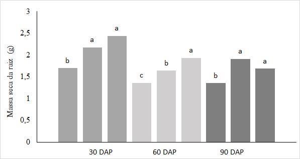 As mudas podadas entre o 2 e 3 nó apresentaram menor massa seca de raiz aos 30, 60 e 90 DAP.