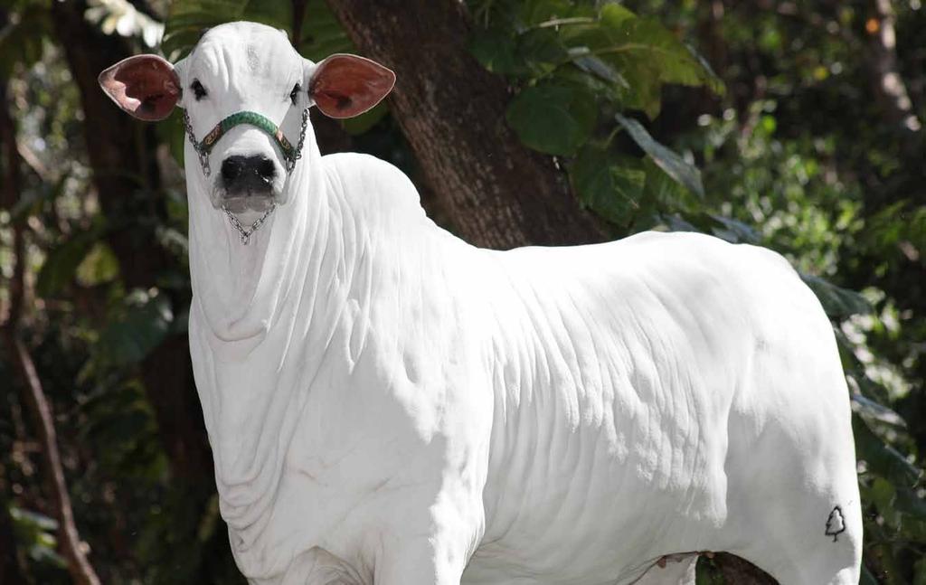 AGROPECUÁRIA Parceria: FAZENDA CACHOEIRA 2C Henedine FIV HVP Kayak TE Mafra x Peroba DC TE (Jeru FIV