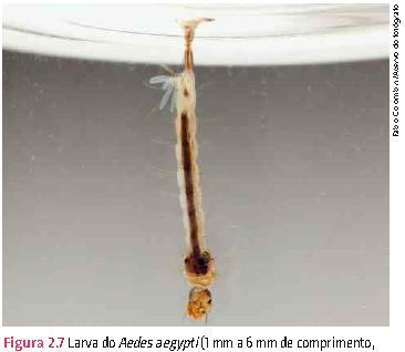 Aedes aegypti (vetor da dengue). O A.