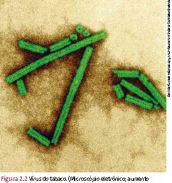 1 A DESCOBERTA DOS VÍRUS pág. 20 Os vírus (do latim = veneno) causam doenças em todos os tipos de seres vivos.