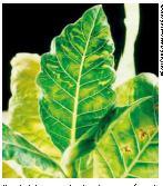 Em 1883, o cientista Adolf Mayer fez uma série de experimentos e mostrou que o caldo extraído das folhas doentes do tabaco transmitia esse mal
