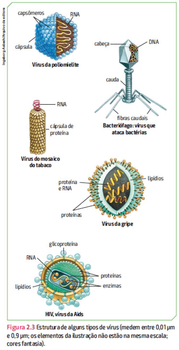 2 ESTRUTURA e REPRODUÇÃO dos vírus - p.21 Medem entre 0,01 e 0,9 m; São formados por uma cápsula de proteína, o CAPSÍDEO, com várias subnidades, os capsômeros.