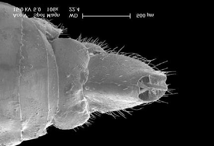 As espécies de Nersia (Hemiptera, Fulgoromorpha, Dictyopharidae)... 77 tg8 elta tuba tg7 tg9 mpst val3 apv3 9 10 pbv1 dpv1 dent plpv vf1 val1 llv3 11 12 Figs. 9-13.