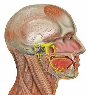 Nervo Facial: VII par craniano Fibras motoras: Inervam músculos da mímica e da audição (estapédio) Fibras sensitivas: Controlam