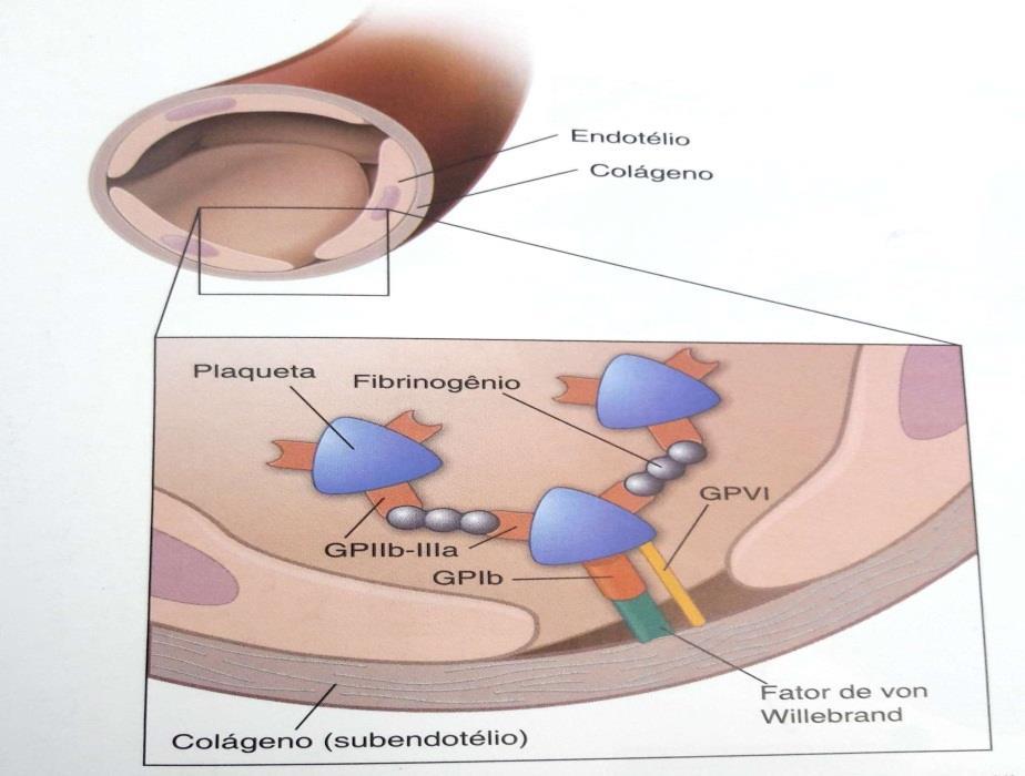 41 Figura 4- Aderência e agregação plaquetárias. Fonte: GOLAN et al., 2014. A ativação plaquetária ocorre quando o endotélio se encontra num estado alterado, lesionado.