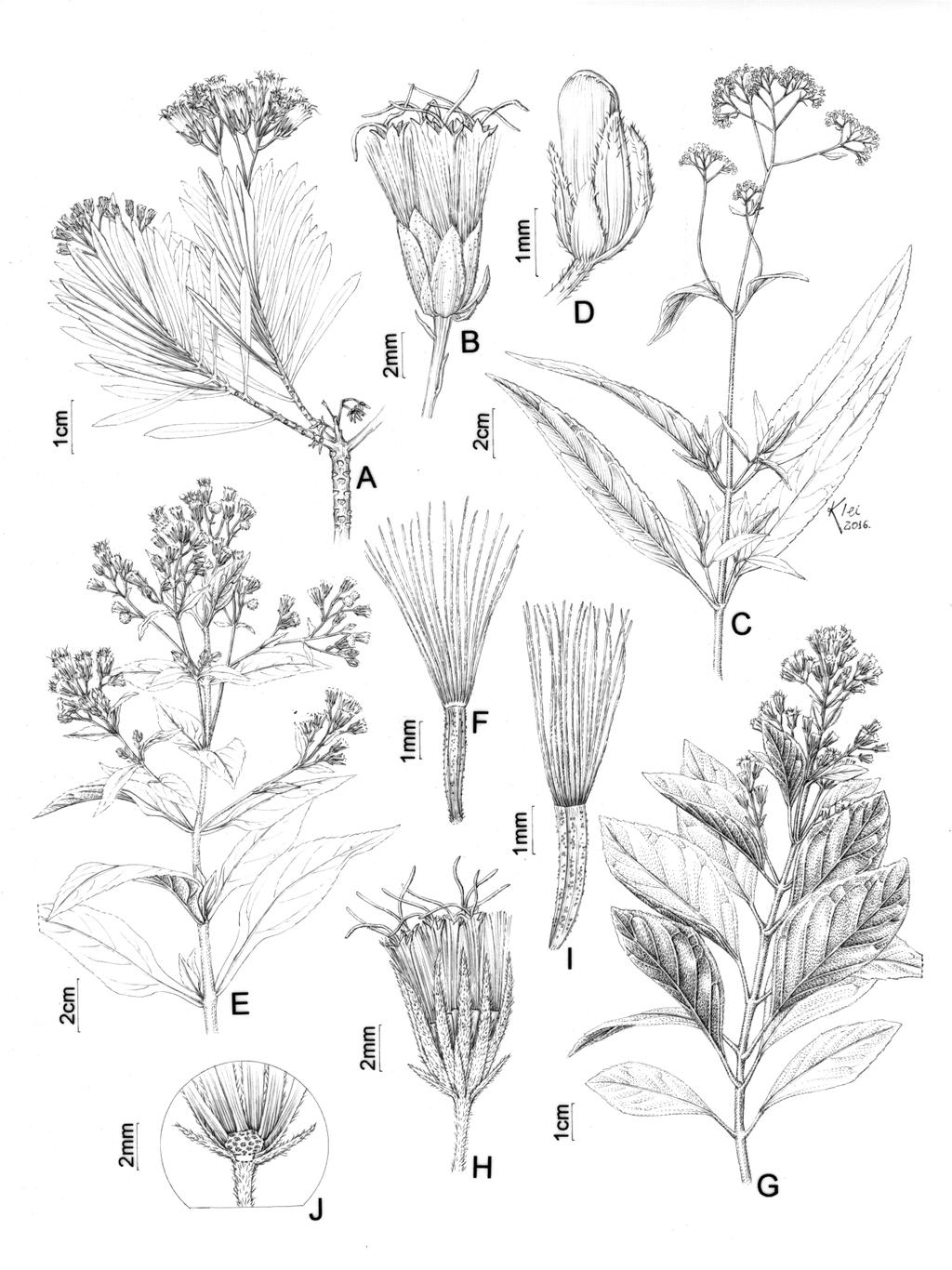 Flora da Serra do Cipó, Minas Gerais: Asteraceae Eupatorieae 133 Fig. 2: A-B. Disynaphia praeficta (B.L.Rob.) R.M.King & H.Rob. A. Ramo. B. Invólucro. C-D. Grazielia intermedia (DC.) R.M.King & H.Rob. C. Ramo. D. Invólucro. E-F.