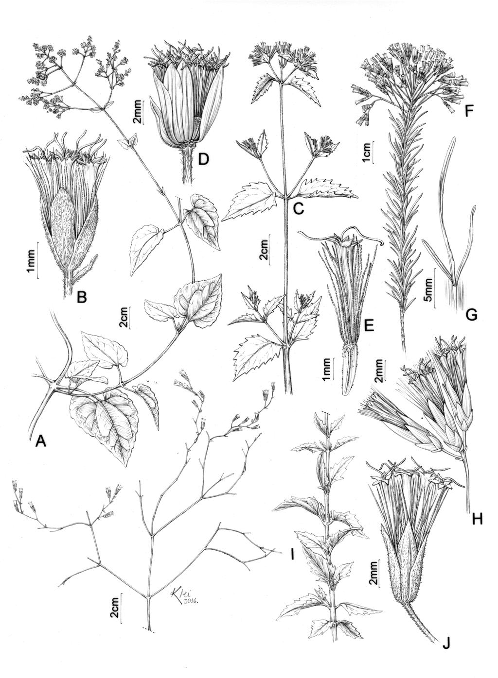 152 F. L. Contro & J. N. Nakajima Fig. 3: A-B. Mikania microcephala DC. A. Ramo. B. Capítulo. C-E. Praxelis clematidea R.M.King & H.Rob. C. Ramo. D. Capítulo. E. Cipsela e pápus. F-H.