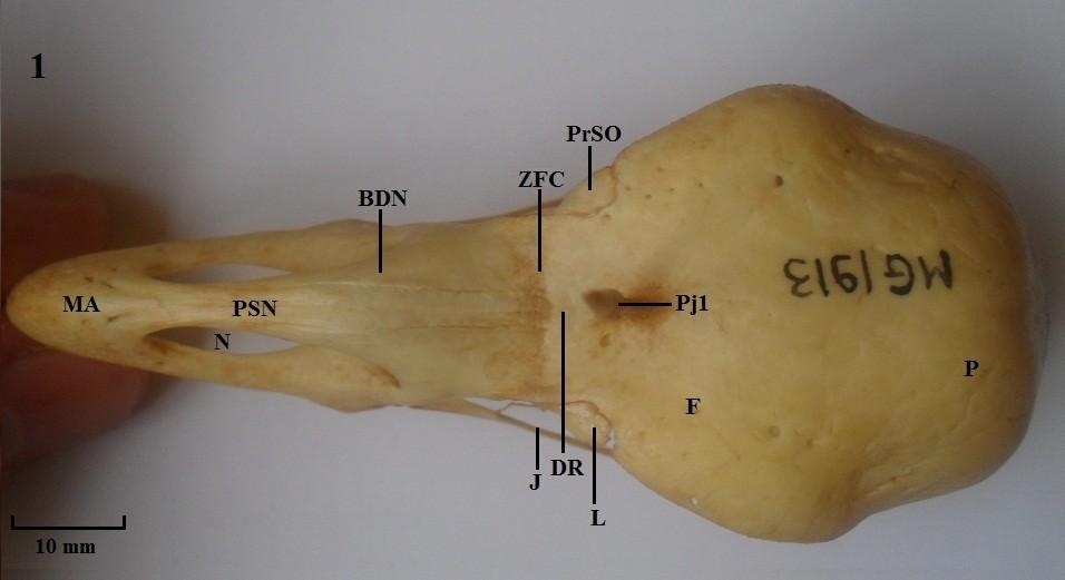 D - Figuras dos crânios dos membros da família Anhimidae.