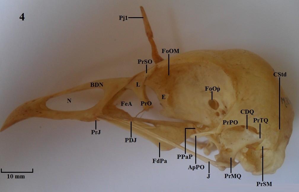 Vista lateral do crânio: Figura 4: A. cornuta;