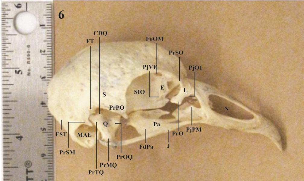 Vista lateral do crânio: Figura 6: C. chavaria; Figura 7: C. torquata.