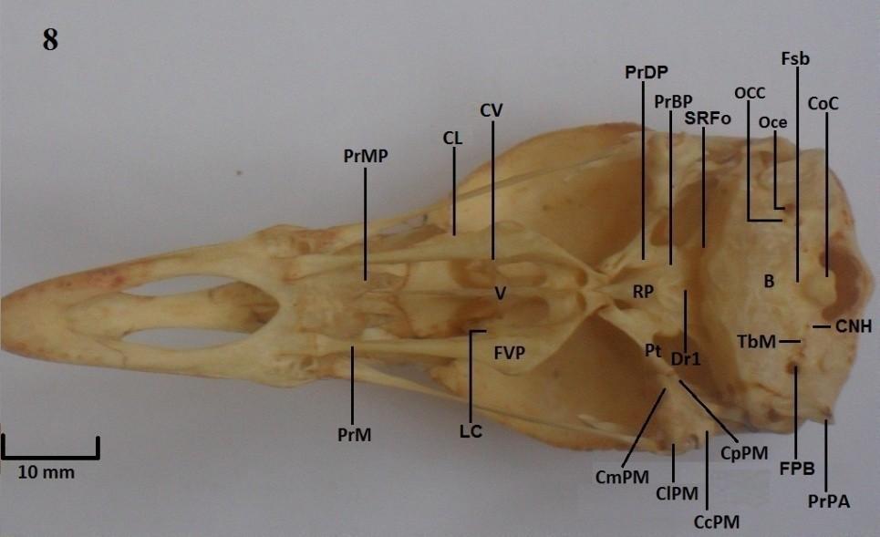 Vista ventral do crânio: Figura 8: A. cornuta, Figura 9: C. chavaria.