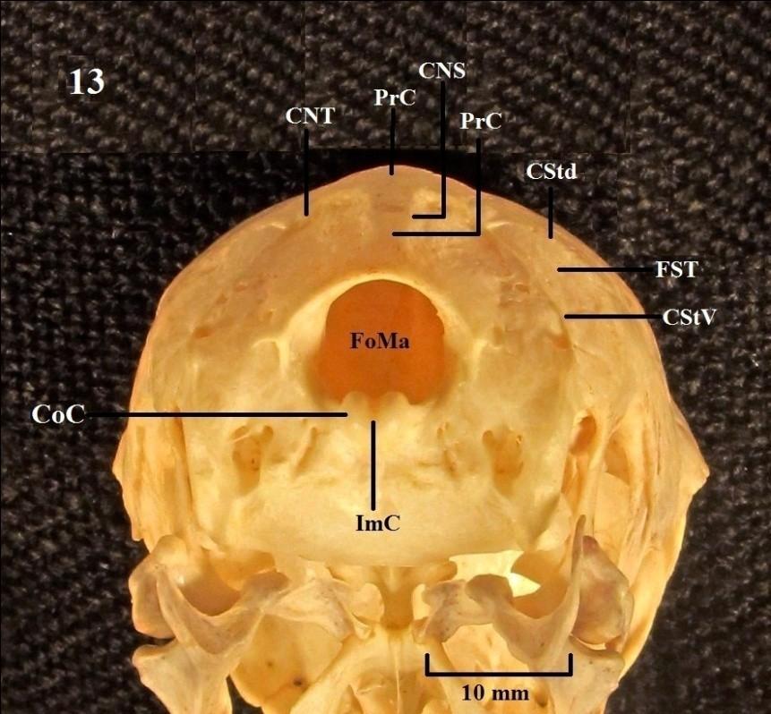 dorsal; CStV: crista subtemporal ventral; DC1: depressão caudal 1; EX: região exoccipital; FoMa: forâmen