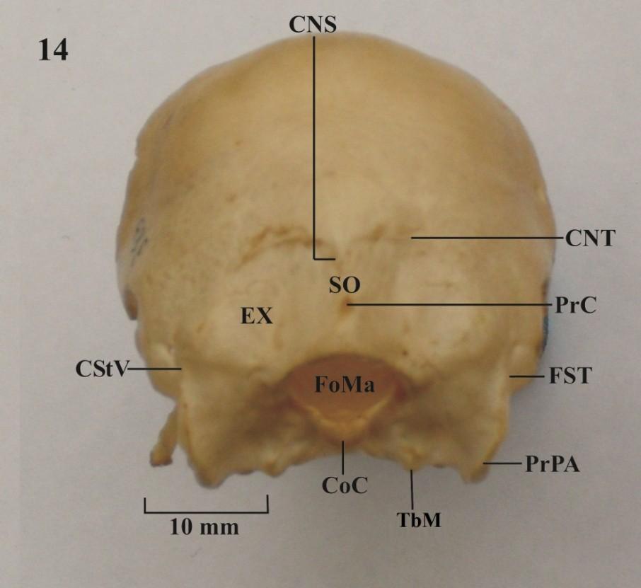 Vista caudal do crânio. Figura 14: C. torquata.