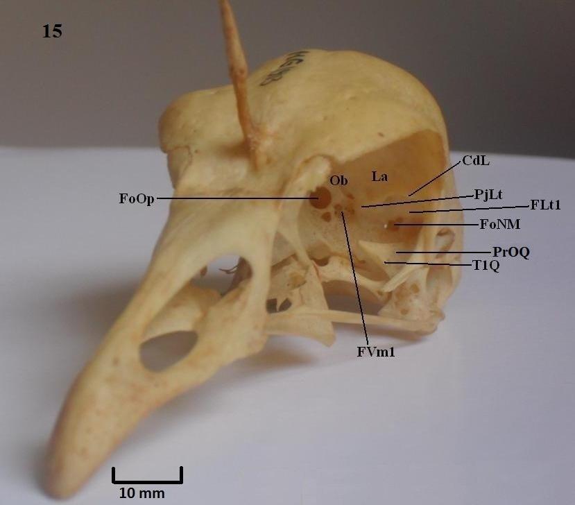 Vista perspectiva: Figura 15: A. cornuta; Figura 16: C. chavaria.