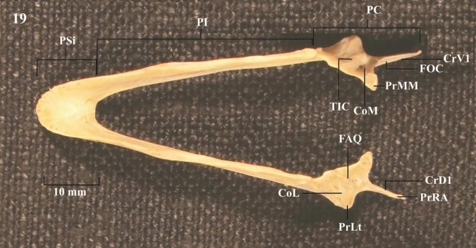 ventral 1; FAQ: fossa articular quadrática; FOC: fossa caudal da mandíbula; PC: parte caudal; PI: parte intermediária;