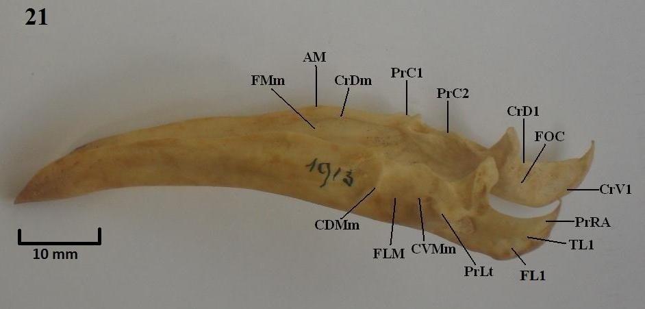 Vista lateral da mandíbula. Figura 21: A. cornuta; Figura 22: C. chavaria; Figura 23: C.