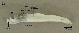 AM: ângulo mandibular; CDMm: crista dorsolateral externa; CrDm: crista dorsomedial; CrD1: