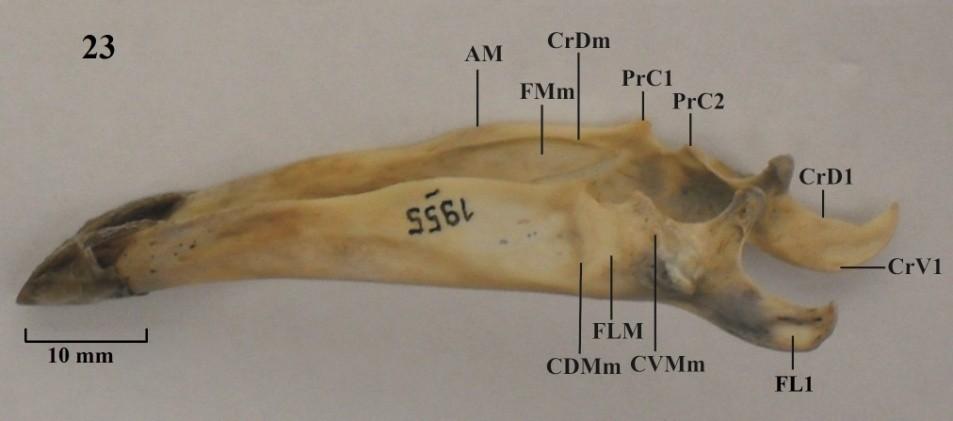 lateral da mandíbula; FL1: fossa lateral 1; FMm: fossa medial da mandíbula; FOC: fossa