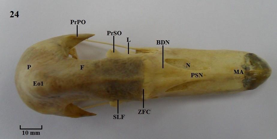 E - Figuras cranianas dos membros das famílias Anseranatidae e Anatidae.