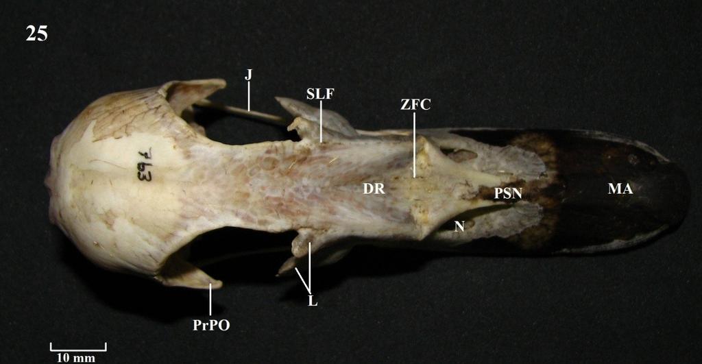 Figura 24: Anserana semipalmata; Figura 25: Cairina moschata; Figura 26: