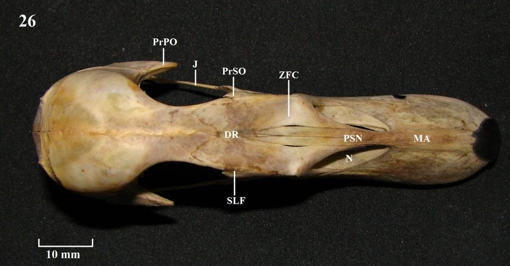 BDN: barra dorsal do nasal; DR: depressão rostral; Eo1: elevação óssea 1; F: