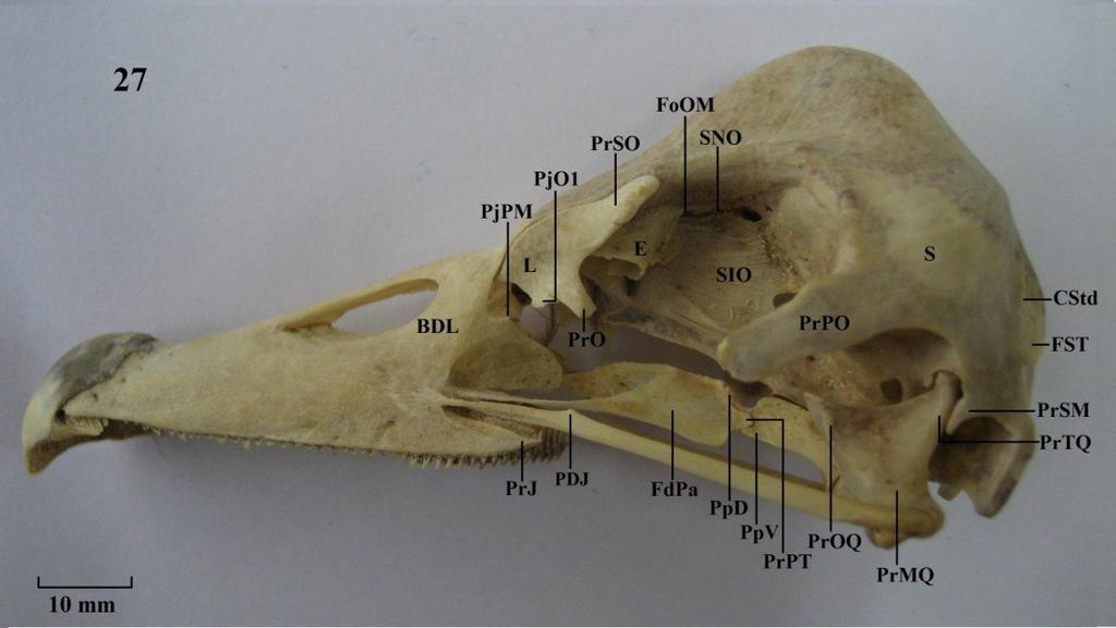 Vista lateral do crânio. Figura 27: A. semipalmata; Figura 28: C. moschata.