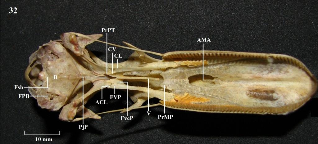Vista ventral do crânio. Figura 32: A. brasiliensis.