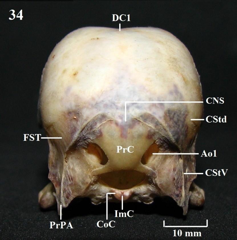 CStV: crista subtemporal ventral; DC1: depressão caudal 1; EX: região exoccipital; FoMa: forâmen magno; FoVOE: forâmen da veia occipital