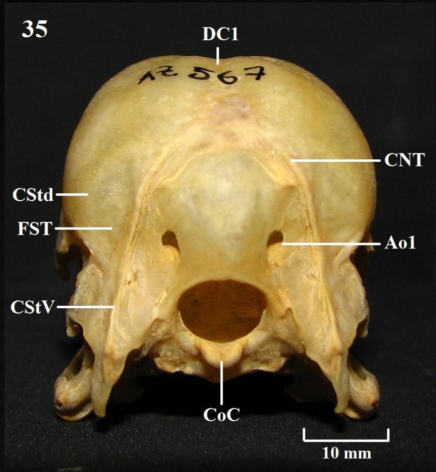 Vista caudal do crânio. Figura 35: D. viduata.