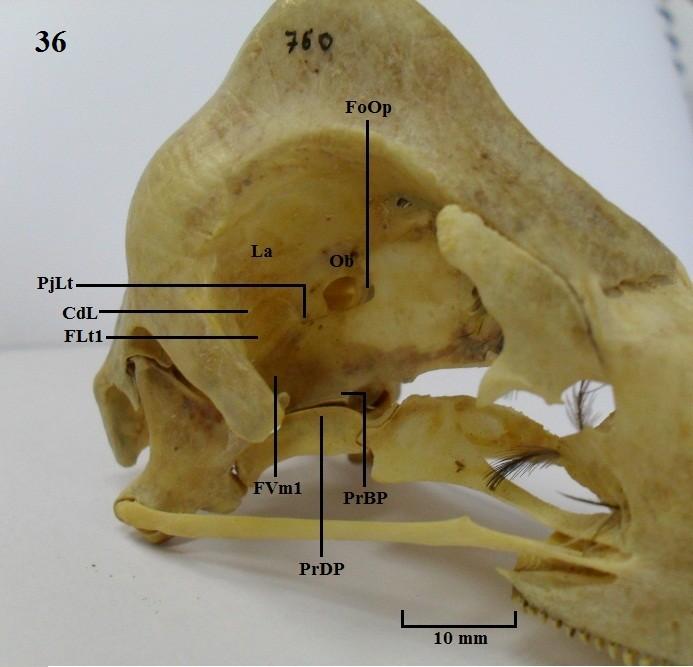 Vista perspectiva do crânio. Figura 36: A. semipalmata; Figura 37: C. moschata.