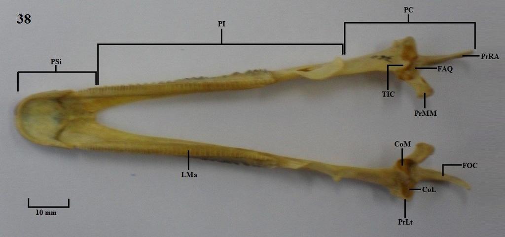 Vista dorsal da mandíbula. Figura 38: A. semipalmata; Figura 39: D. bicolor.